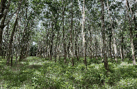 ที่ดินว่างเปล่าหลุดจำนอง ธ.ธนาคารกสิกรไทย กระบี่ เกาะลันตา เกาะลันตาน้อย