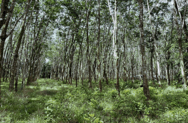 ที่ดินว่างเปล่าหลุดจำนอง ธ.ธนาคารกสิกรไทย กระบี่ เกาะลันตา เกาะลันตาน้อย