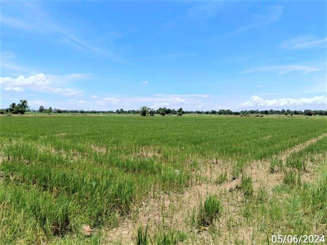 ที่ดินว่างเปล่าหลุดจำนอง ธ.ธนาคารกสิกรไทย พิจิตร เมืองพิจิตร ดงป่าคำ