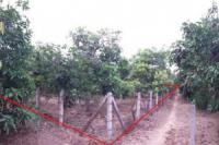 ที่ดินว่างเปล่าหลุดจำนอง ธ.ธนาคารไทยพาณิชย์ •ลำพูน •บ้านโฮ่ง •เหล่ายาว