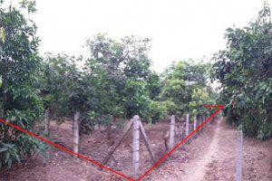 ที่ดินว่างเปล่าหลุดจำนอง ธ.ธนาคารไทยพาณิชย์ •ลำพูน •บ้านโฮ่ง •เหล่ายาว
