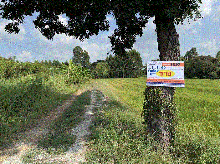 ที่ดินหลุดจำนอง ธ.ธนาคารกรุงเทพ สุพรรณบุรี สามชุก ย่านยาว